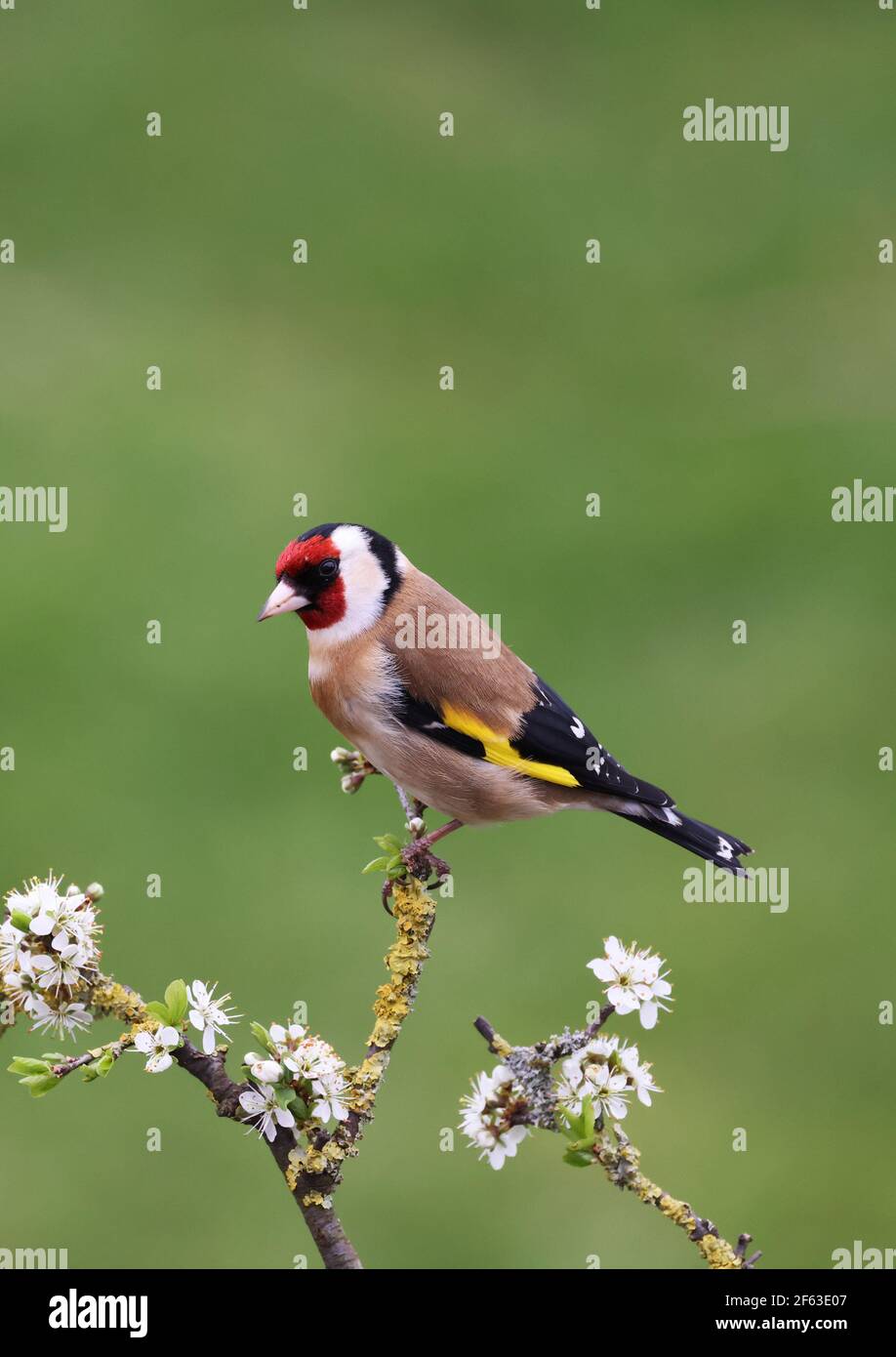 Goldfinch, Carduelis Carduelis, on a Blackthorn branch with blossom. Mid Wales 2021. Early spring Stock Photo