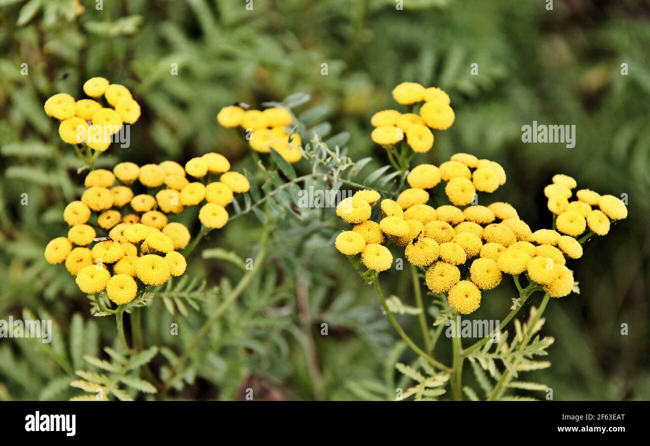 Wild , small, flat,  yellow, flowers on a 12 to 15 inch stem with green leaves. Stock Photo