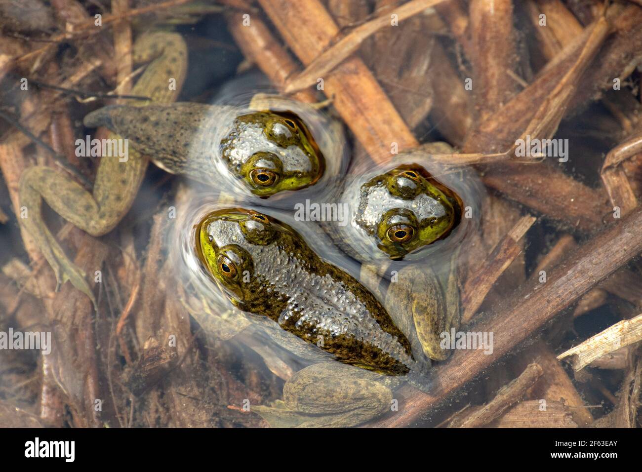 Immature frog hi-res stock photography and images - Alamy