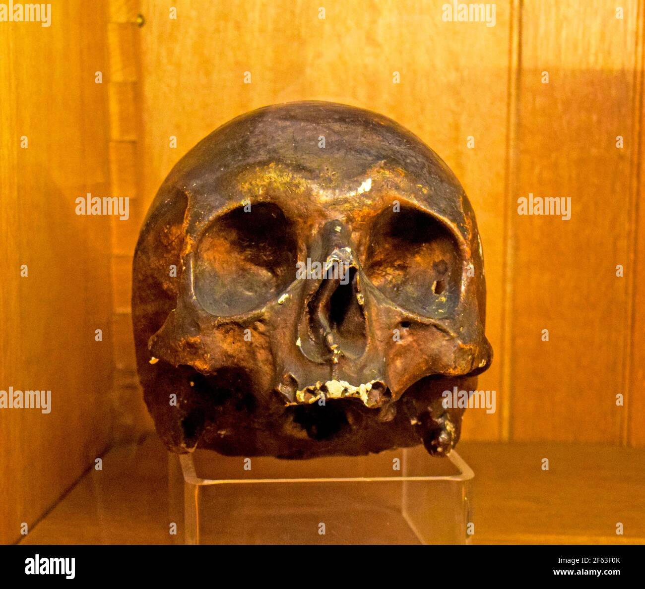 Human skull on light brown background Stock Photo
