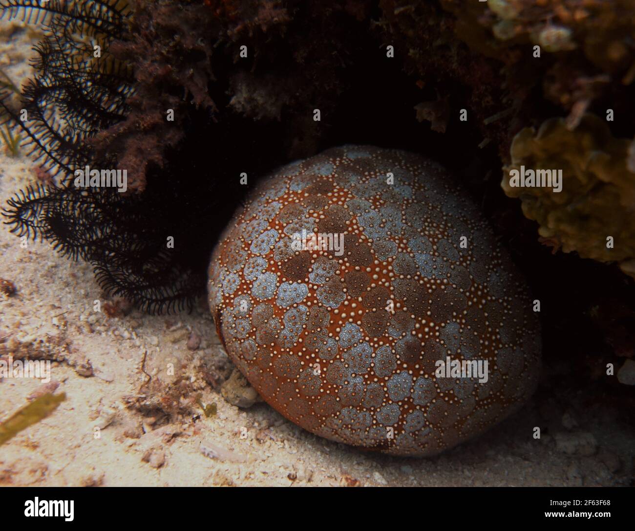 Beautiful sea urchin on the sea floor around Cabilao Philippines Stock Photo