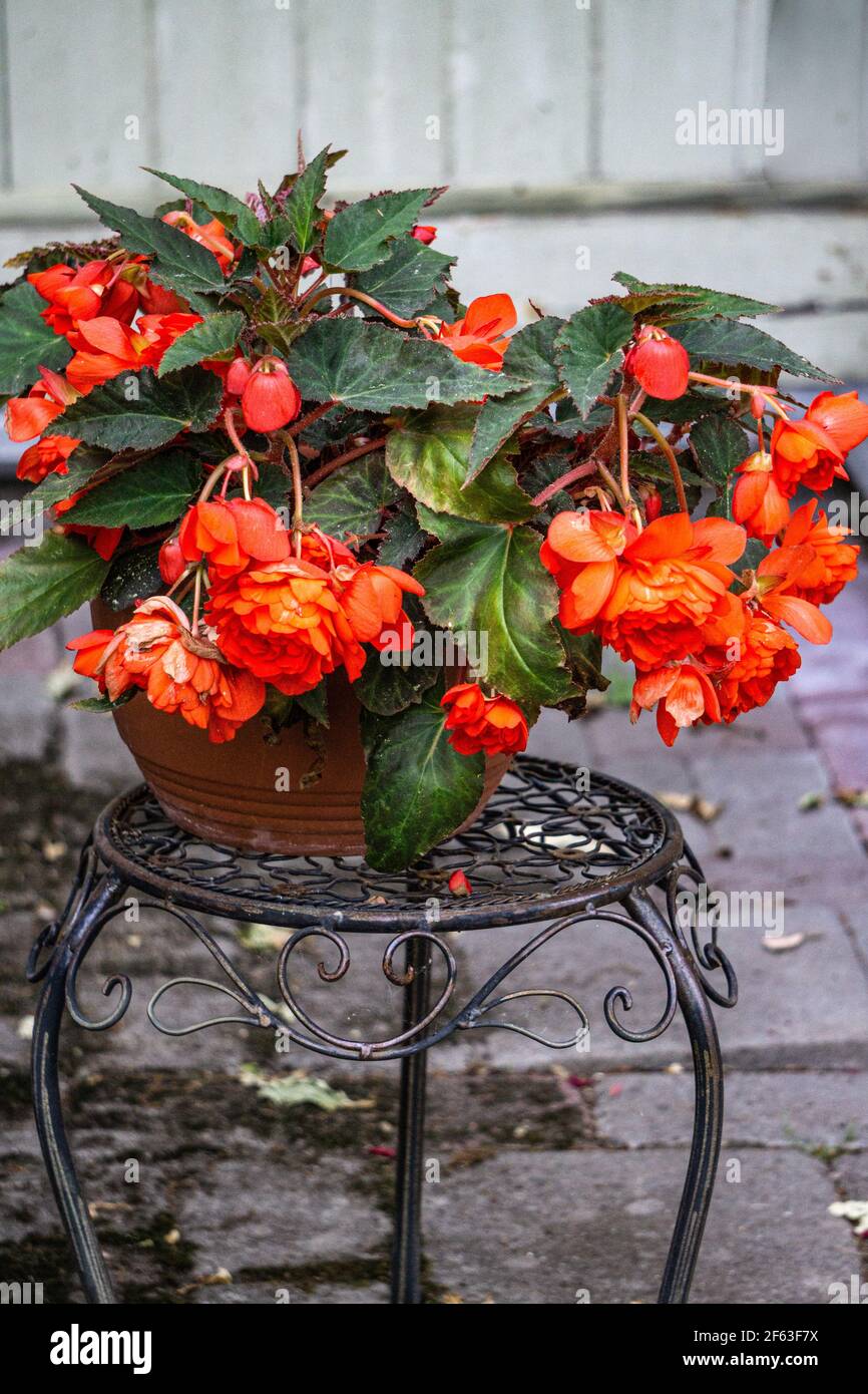 A large begonia bush in a flower pot covered with red flowers Stock Photo