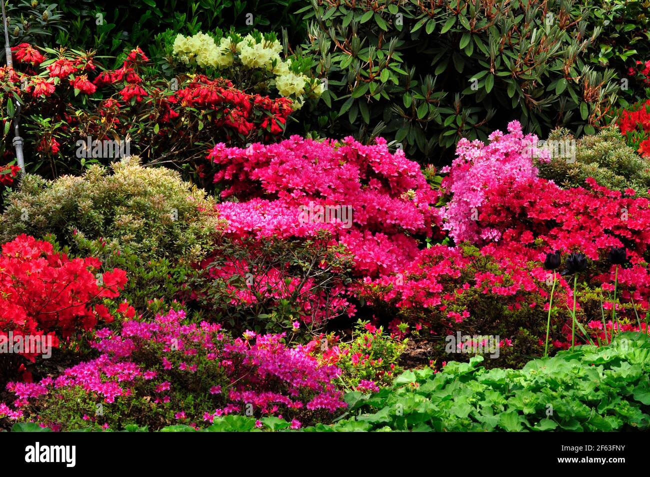 Colourful bank of azalea and rhododendron shrubs in late spring. Stock Photo