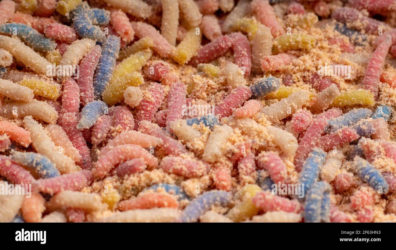 Fishing maggots hi-res stock photography and images - Alamy