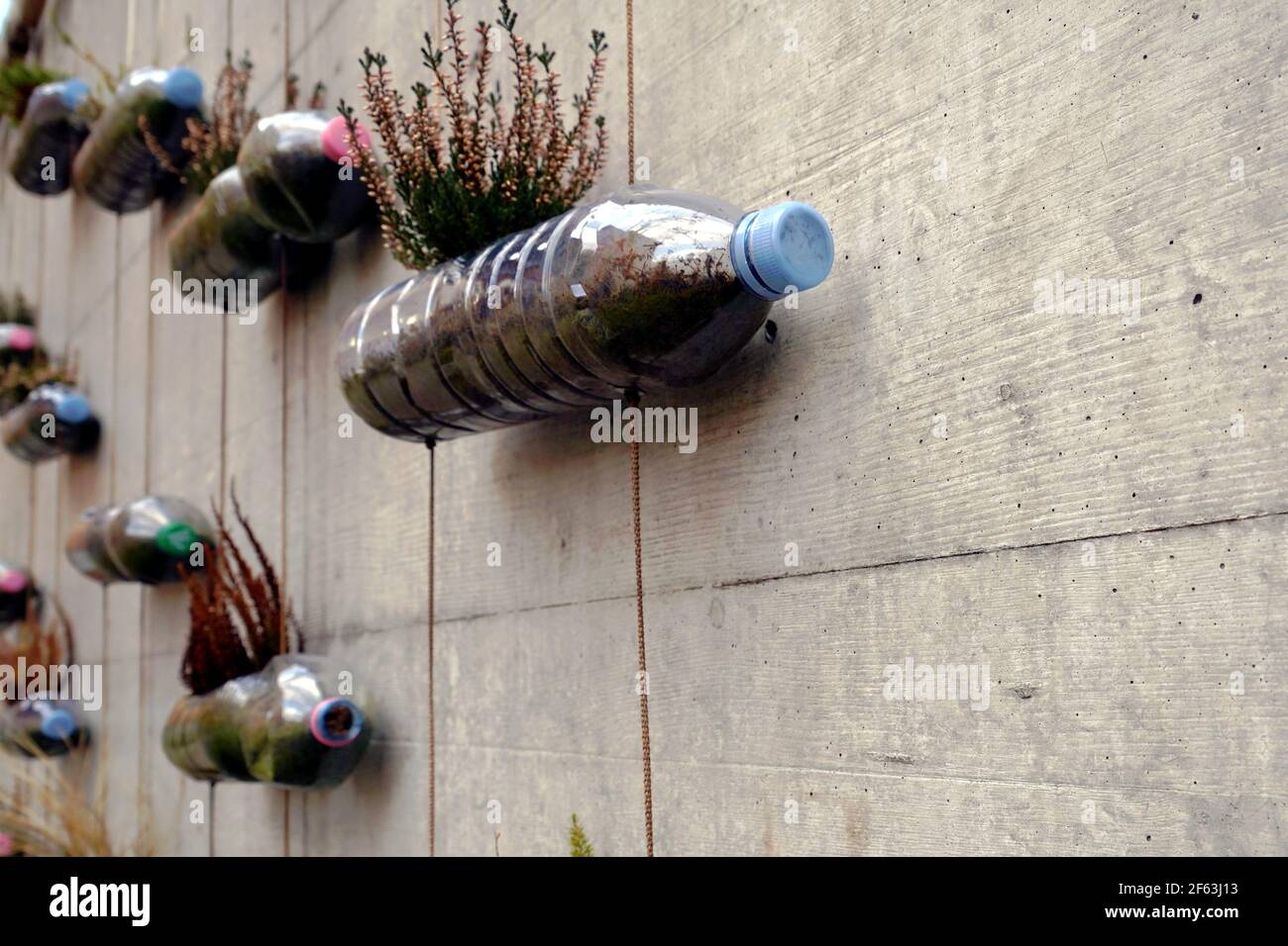 Upcycled plastic bottles with colorful caps transformed into do it yourself or hand made vertical garden fixed with strings on a concrete wall. Stock Photo