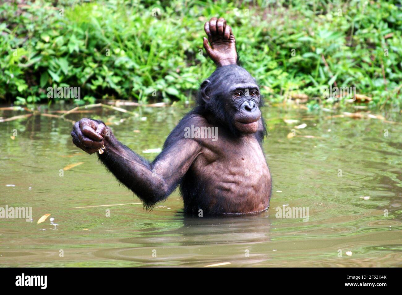 Bonobo sandales cheap