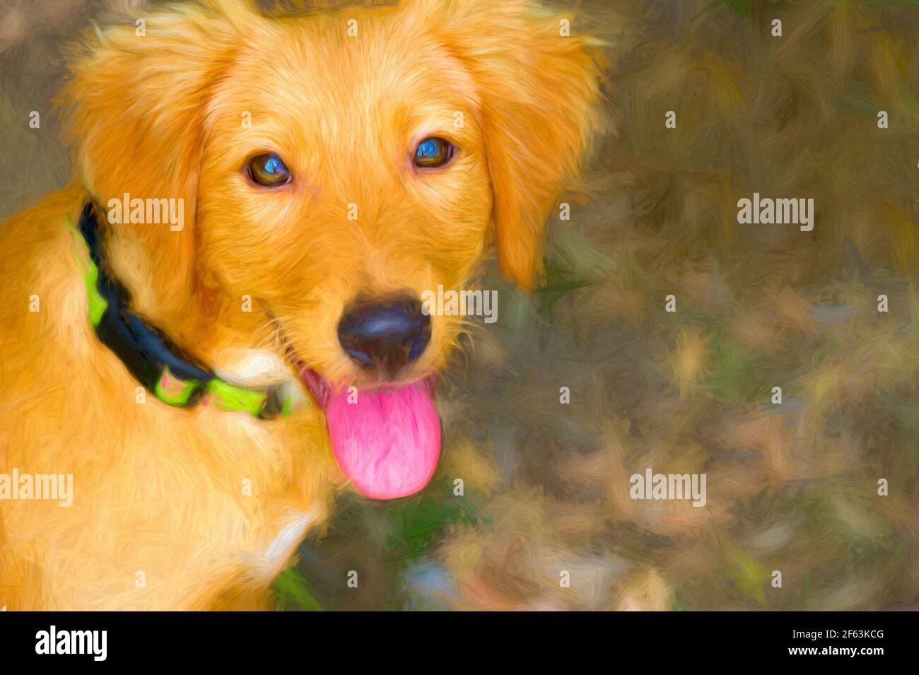 A Cute Dog Is Outdoors in Nature Stock Photo - Alamy