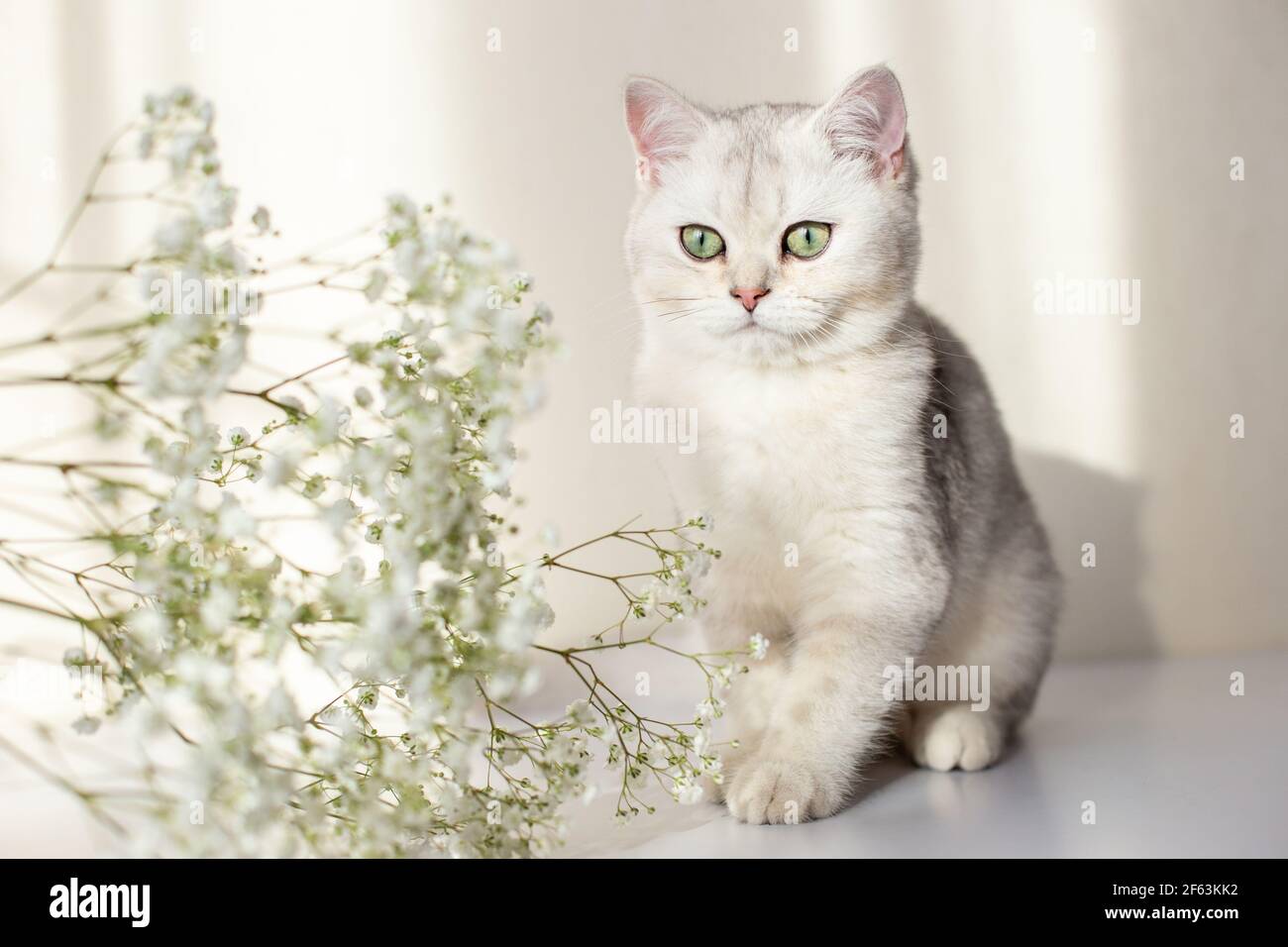 Gypsophila white hi-res stock photography and images - Page 12 - Alamy