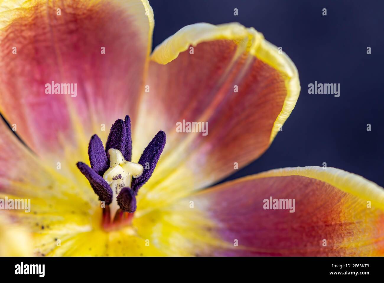 Macro photography Pink and yellow open tulip showing, stigma, pistils, anther, pollen. Stock Photo