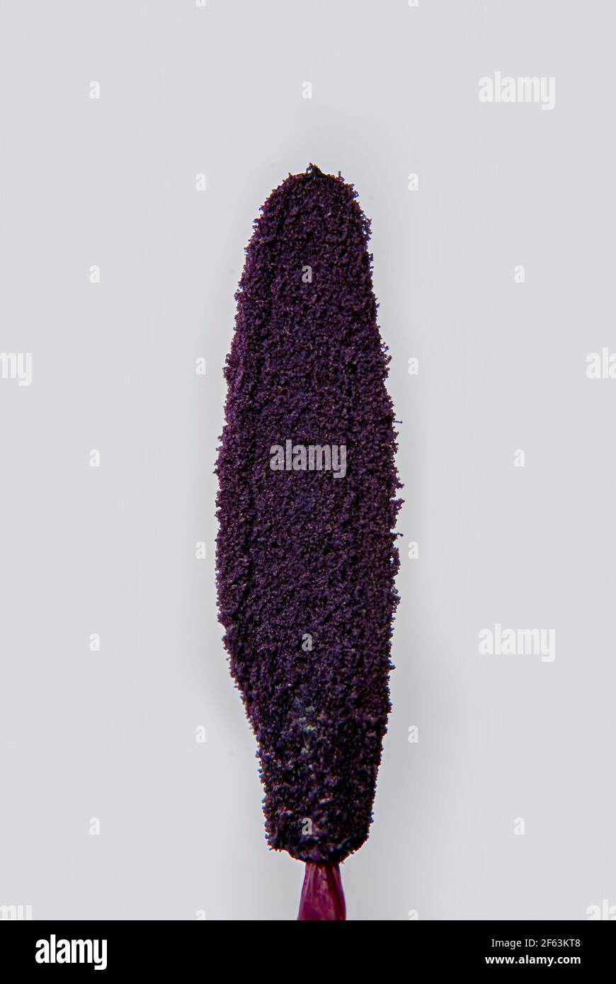 Sticky pollen pollen grains hires stock photography and images Alamy