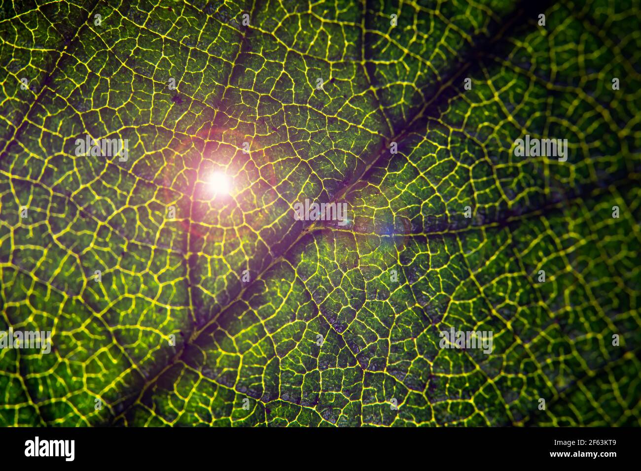 Veins in leaf backdrop hi-res stock photography and images - Alamy