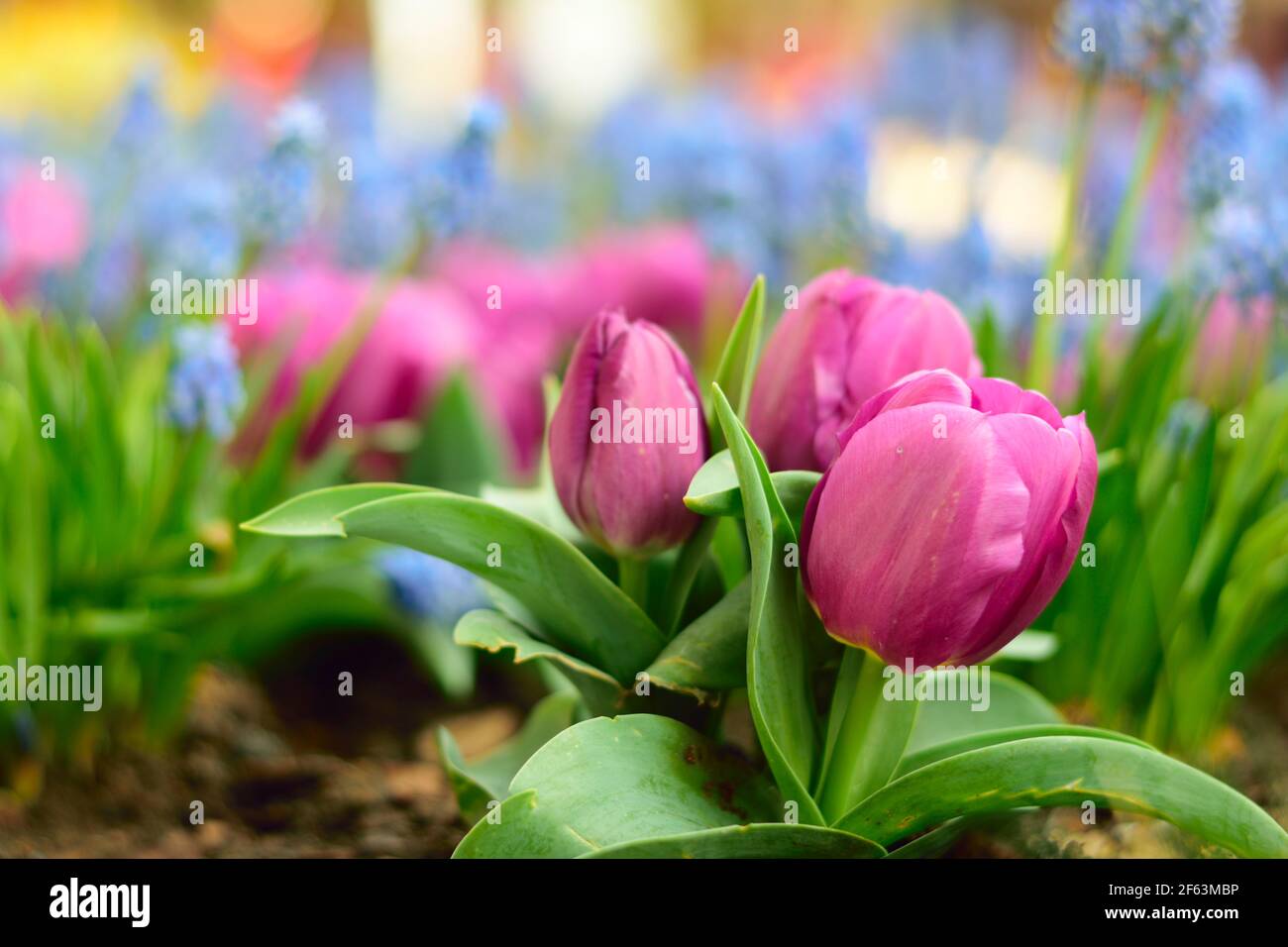 Close up Pink tulips flower on field with a Blurred background. Stock Photo