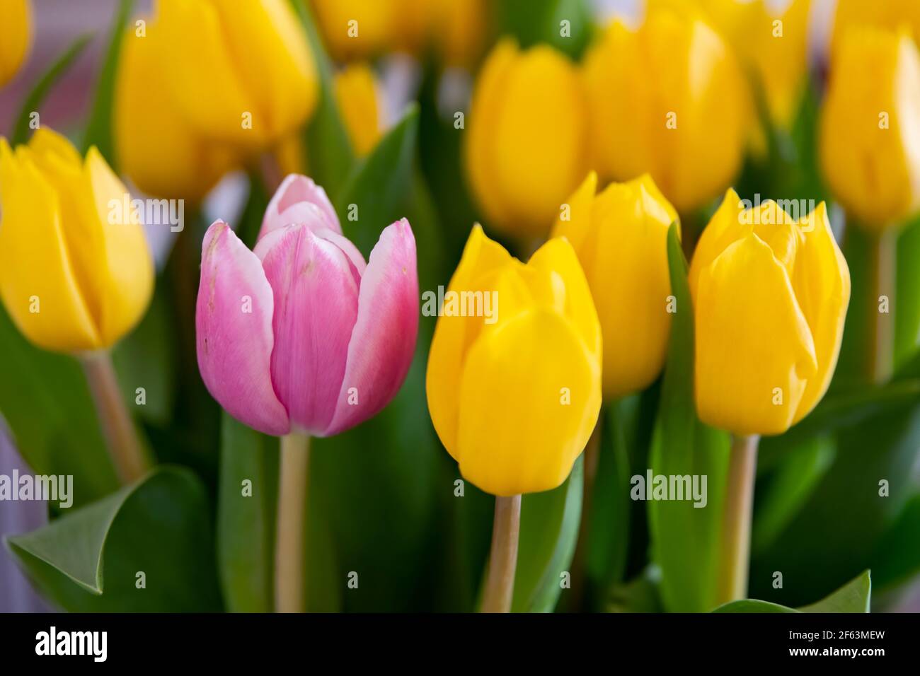 Close up of pink tulip flower between yellow colored tulips on field with a bokeh or blurred  background. Stock Photo