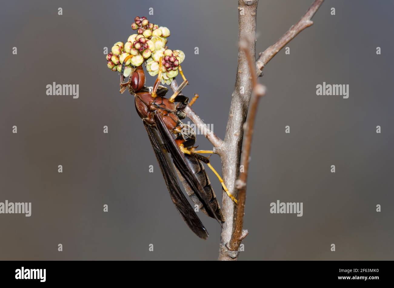 Paper Wasp, Polistes annularis, foraging on Fragrant Sumac, Rhus aromatica Stock Photo