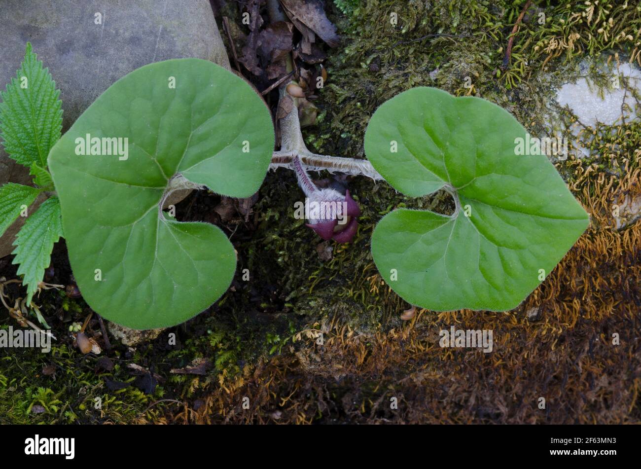 Canadian Wild Ginger, Asarum canadense Stock Photo