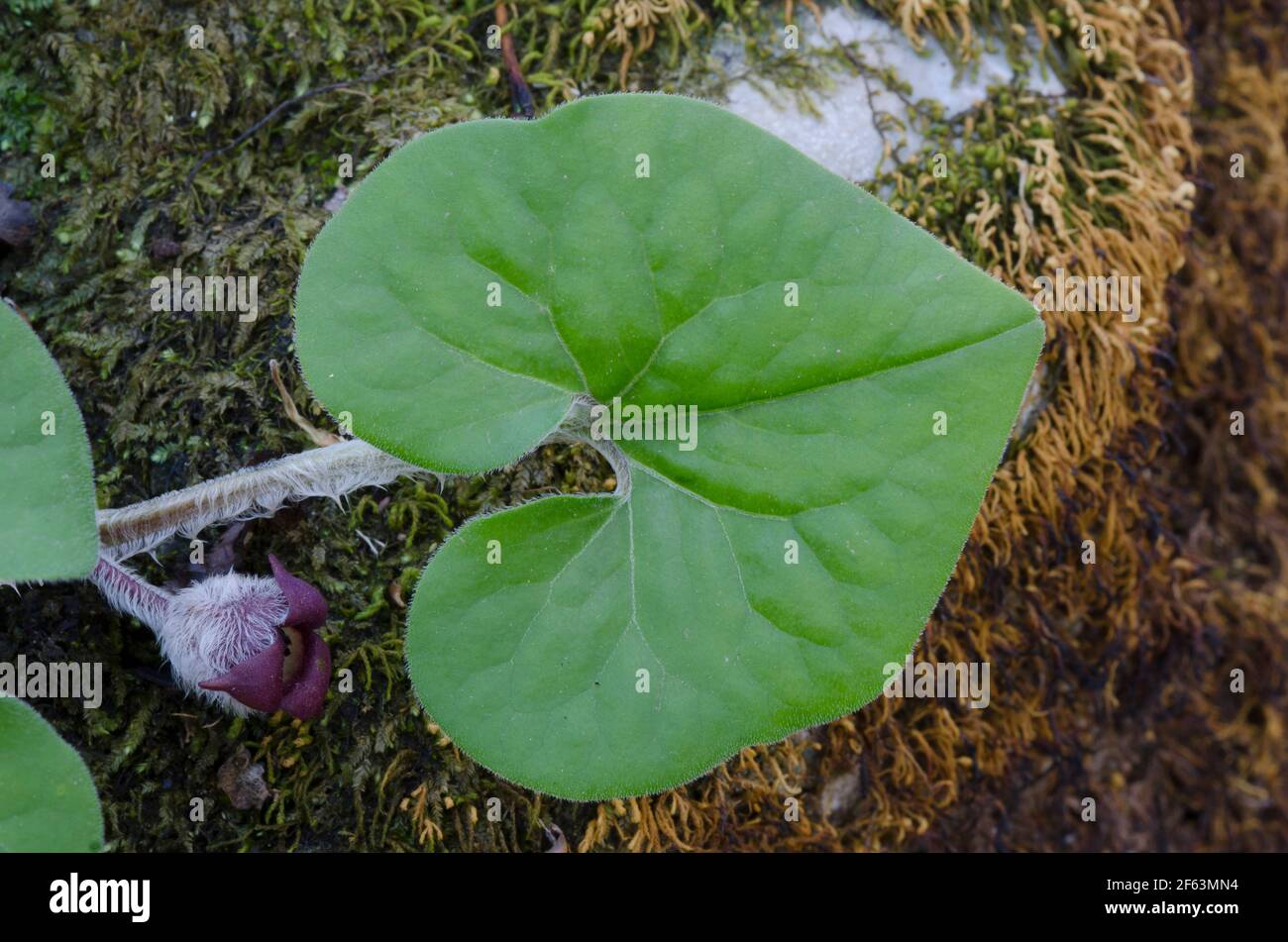 Canadian Wild Ginger, Asarum canadense Stock Photo