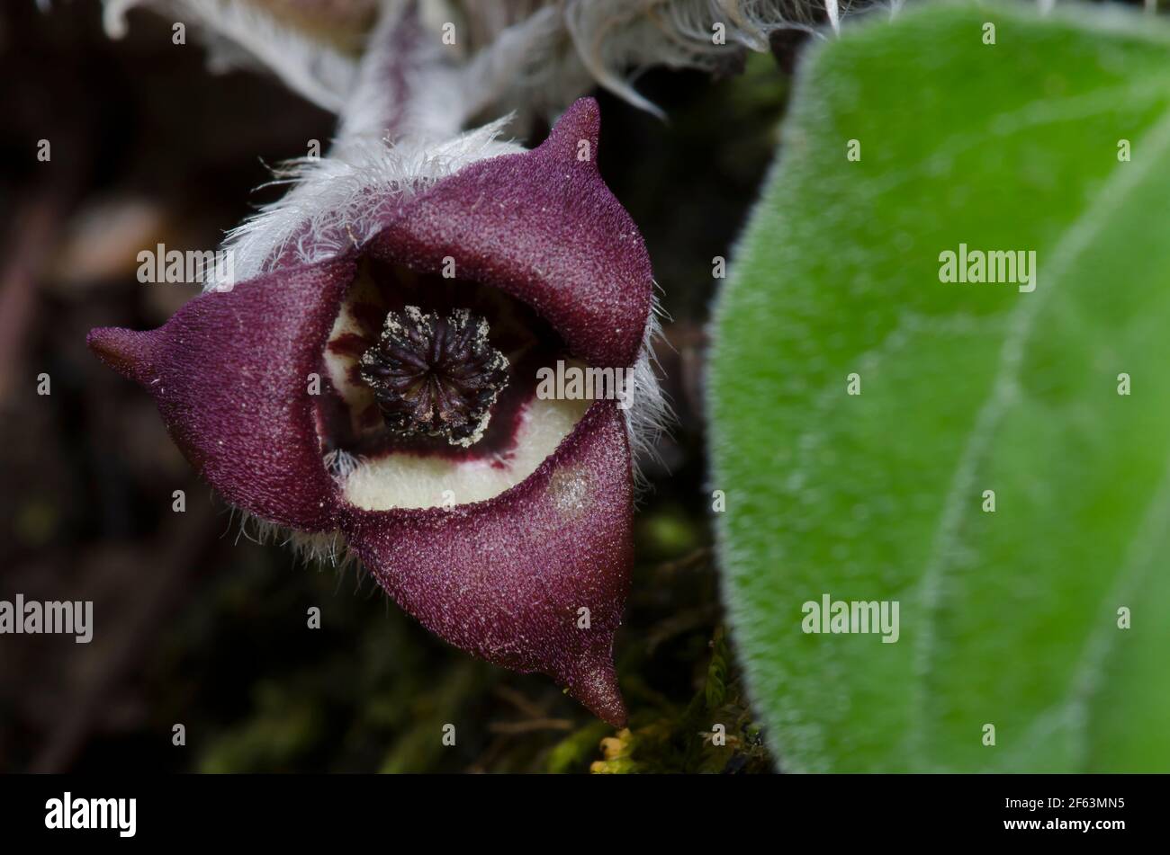 Canadian Wild Ginger, Asarum canadense Stock Photo