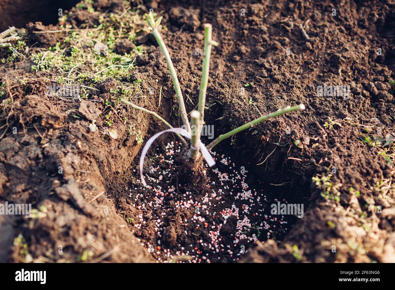 Transplanting rose bush into wet soil adding granulated fertilizer. Spring seasonal garden work. Stock Photo