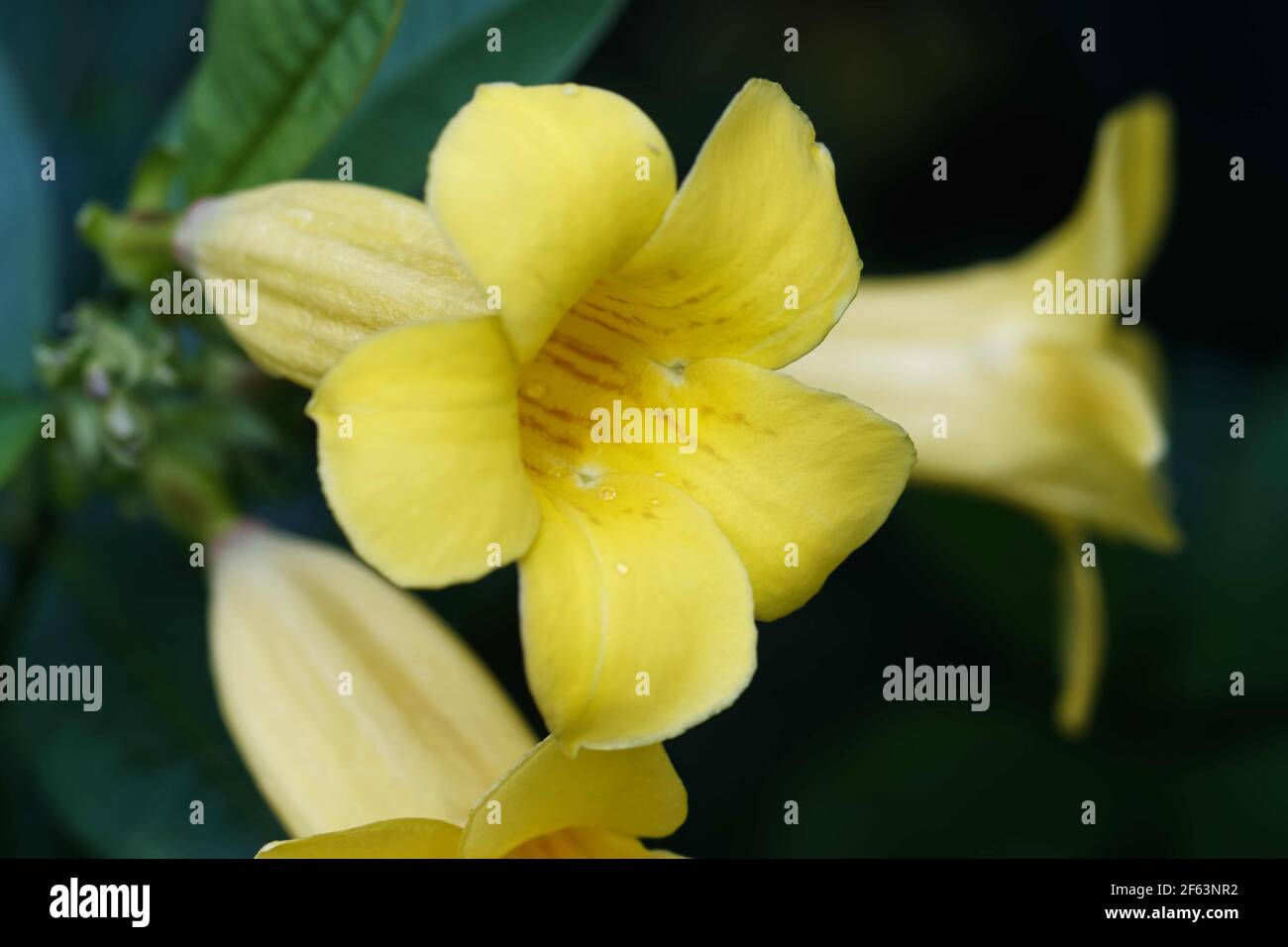 Native to Brazil, Bush Allamanda is an evergreen tropical shrub. It typically grows to 5 ft tall. It bears clusters of yellow, trumpet- shaped flowers. Stock Photo
