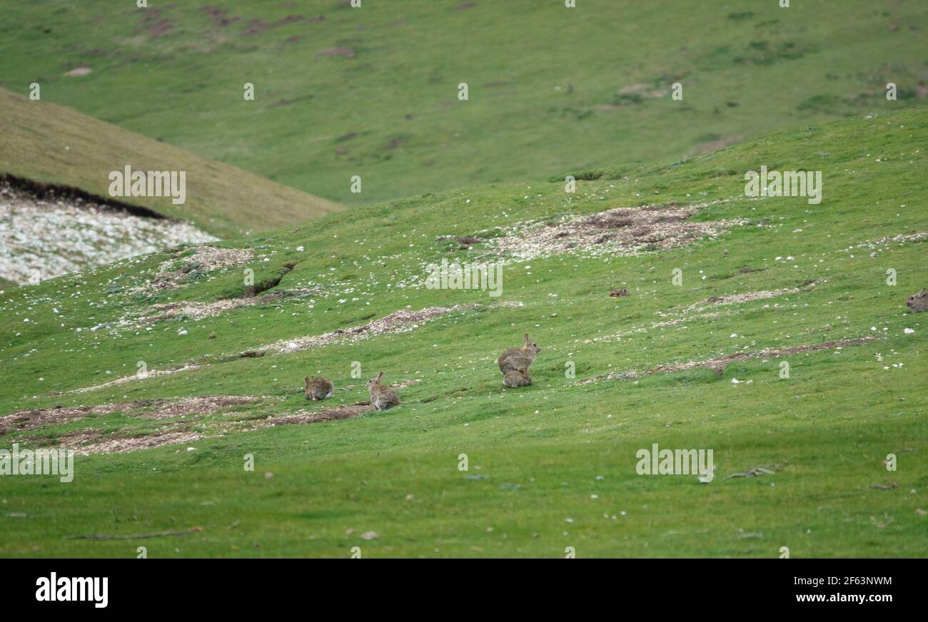 wild grey rabbit eating lush meadow grass Stock Photo