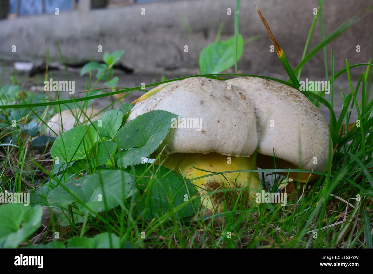 One single specimen of Caloboletus radicans, previously Boletus radicans or Boletus albidus, also known as the rooting bolete or whitish bolete Stock Photo