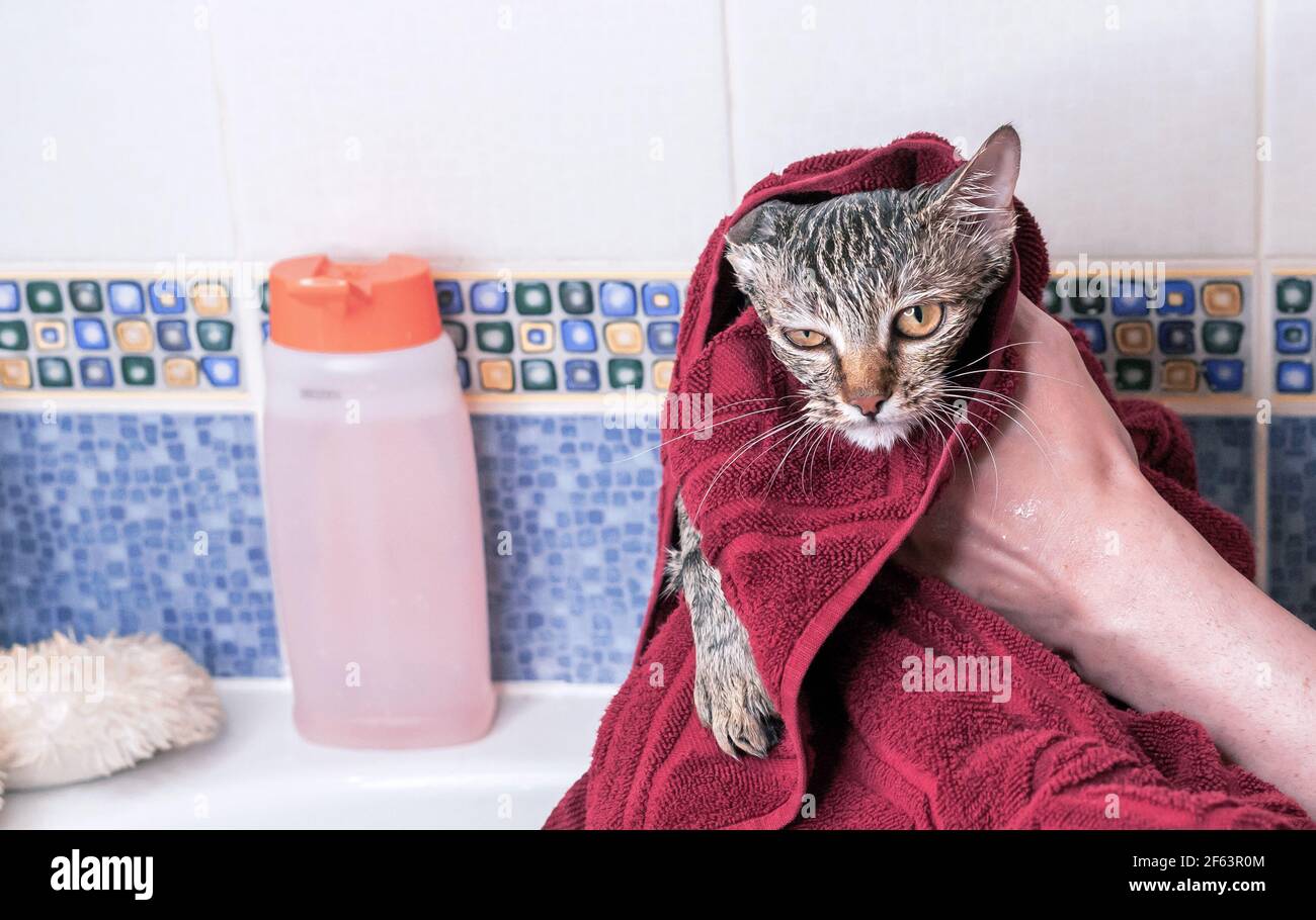 Wet tabby kitten after a bath in a burgundy towel Stock Photo Alamy