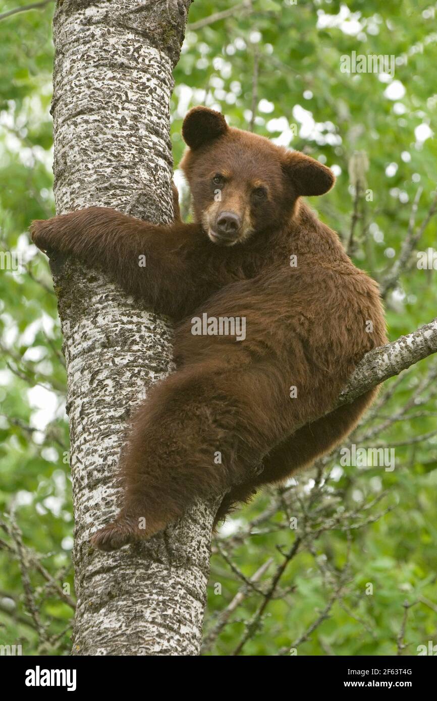 North America; United States; Minnesota; Black Bear; Ursus americanus