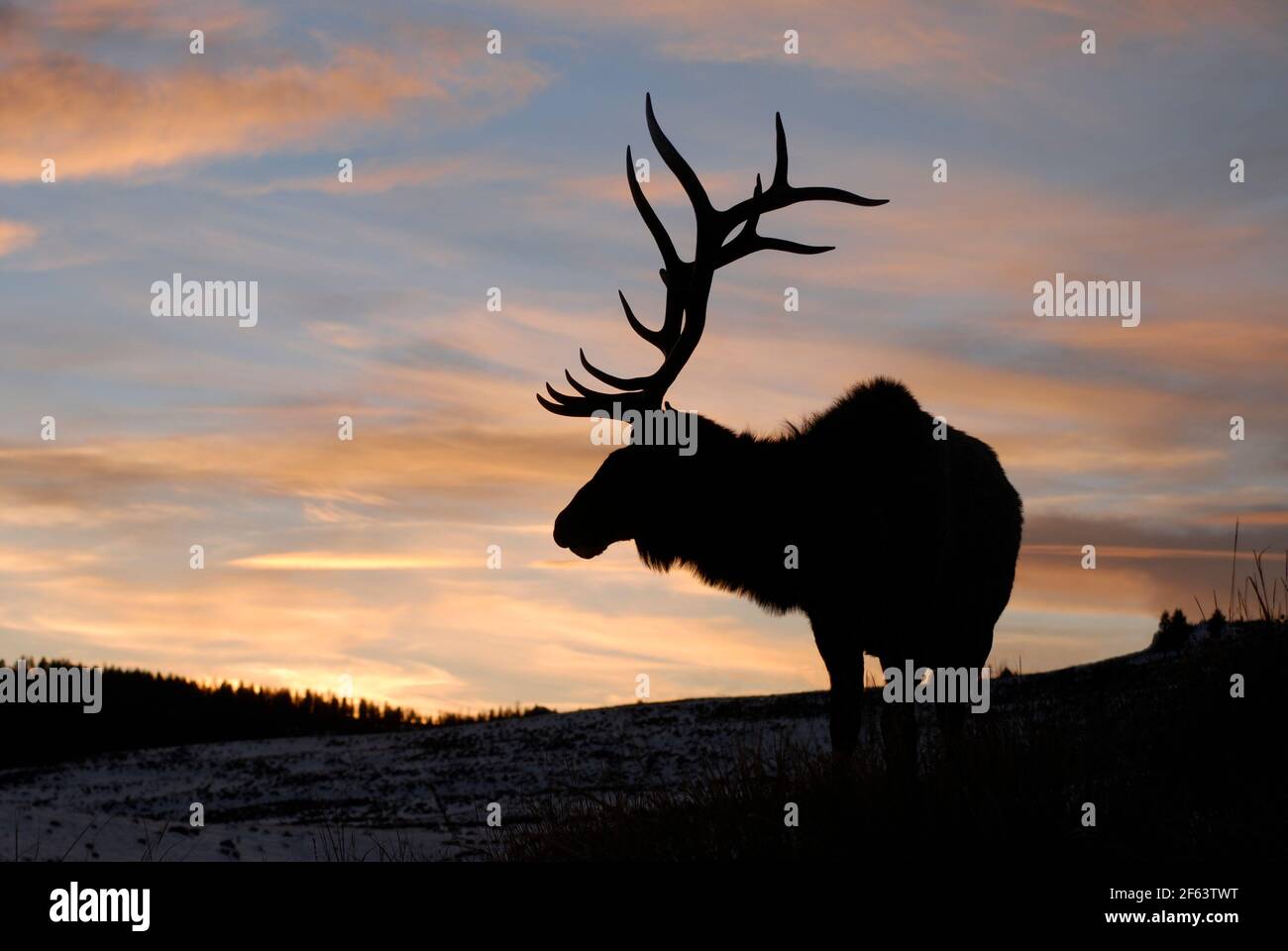 Rocky Moutnain Elk Hi Res Stock Photography And Images Alamy