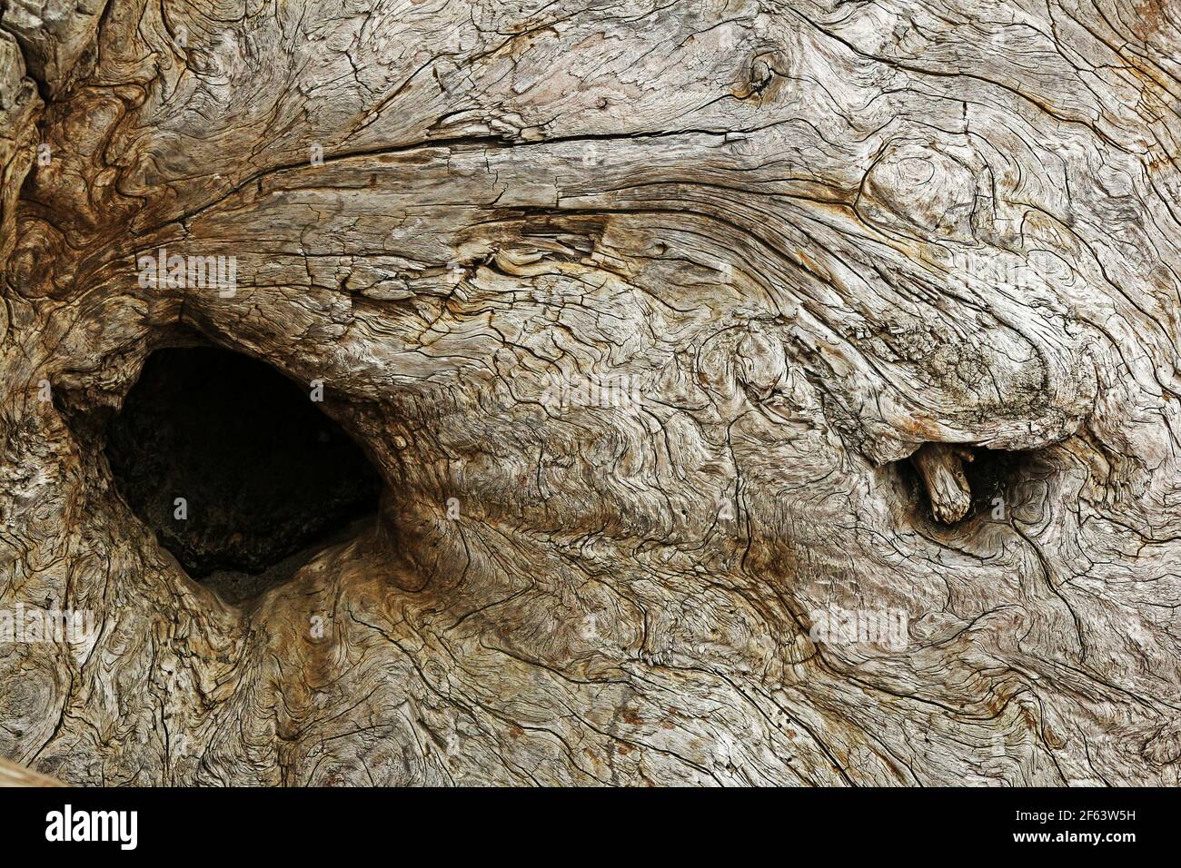 Close-up detail of the exposed wood of a tree. Stock Photo