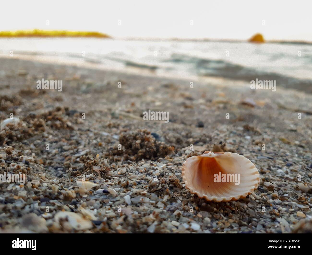 close up of sea shell on the beach, selective focus. Macro shot of shell on sand at the ocean water Stock Photo
