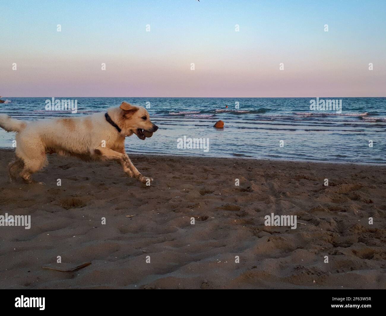 White dog on the beach playing with ball. Happy Golden retriever at the ...