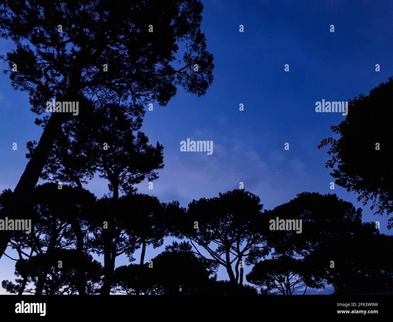 silhouette of pine trees in the evening sky in Cavallino, Italy Stock Photo