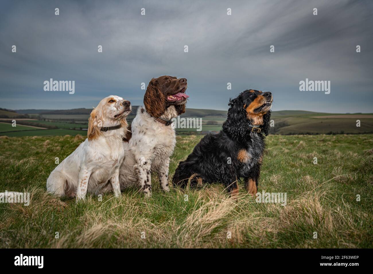 Three obedient spaniels sitting in a large field Stock Photo