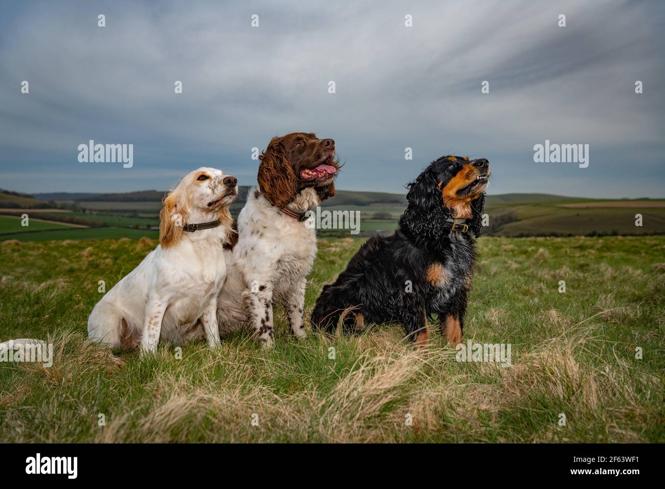 Three obedient spaniels sitting in a large field Stock Photo