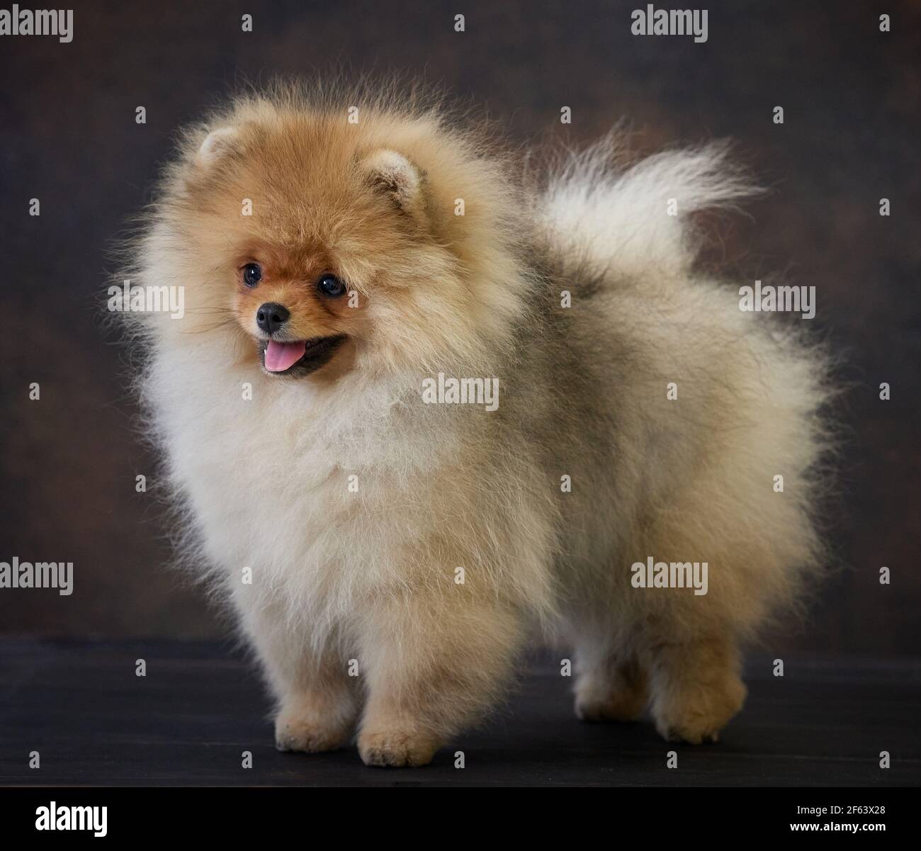 portrait of miniature pomeranian spitz puppy Stock Photo Alamy