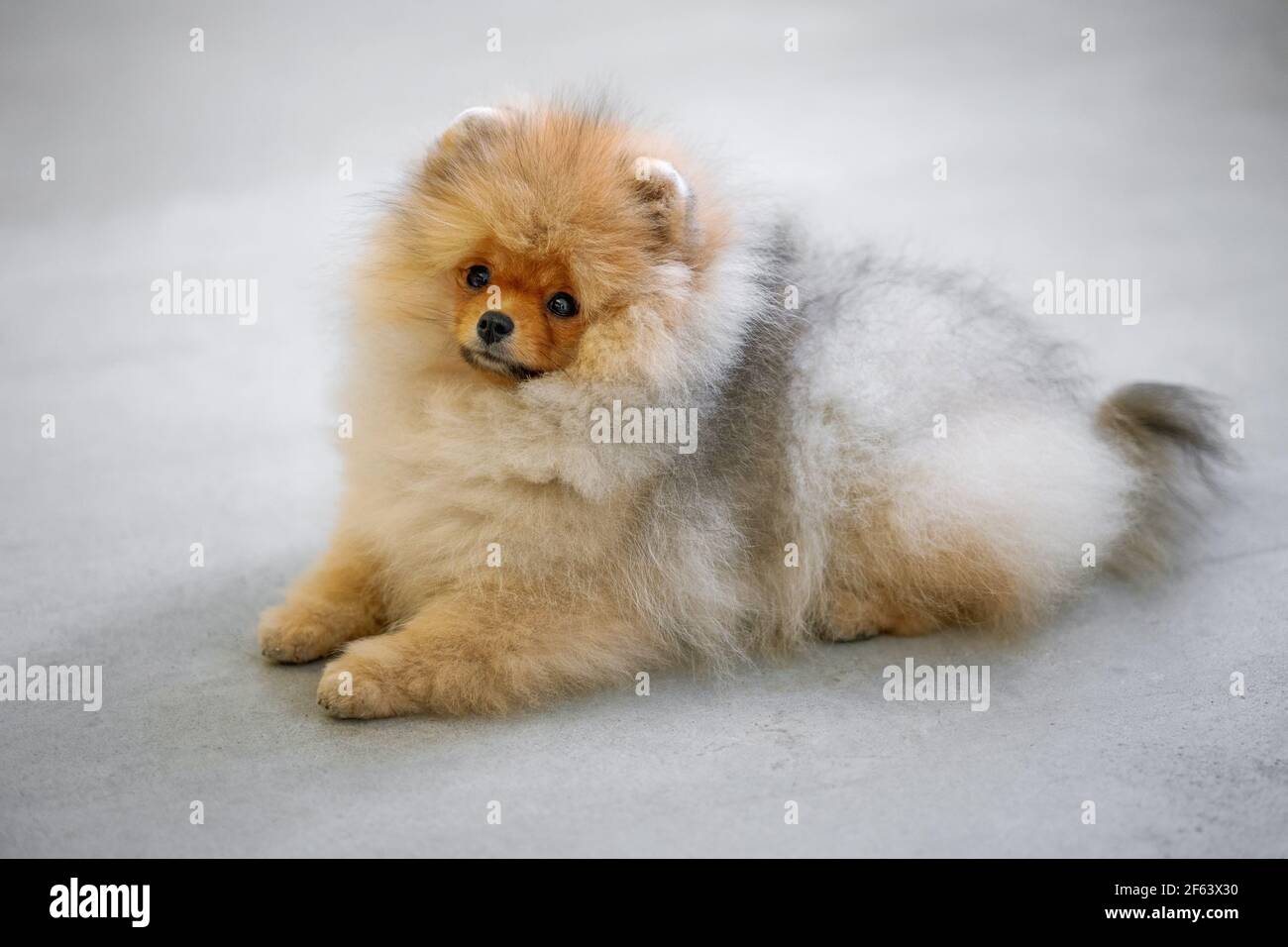 portrait of miniature pomeranian spitz puppy Stock Photo Alamy