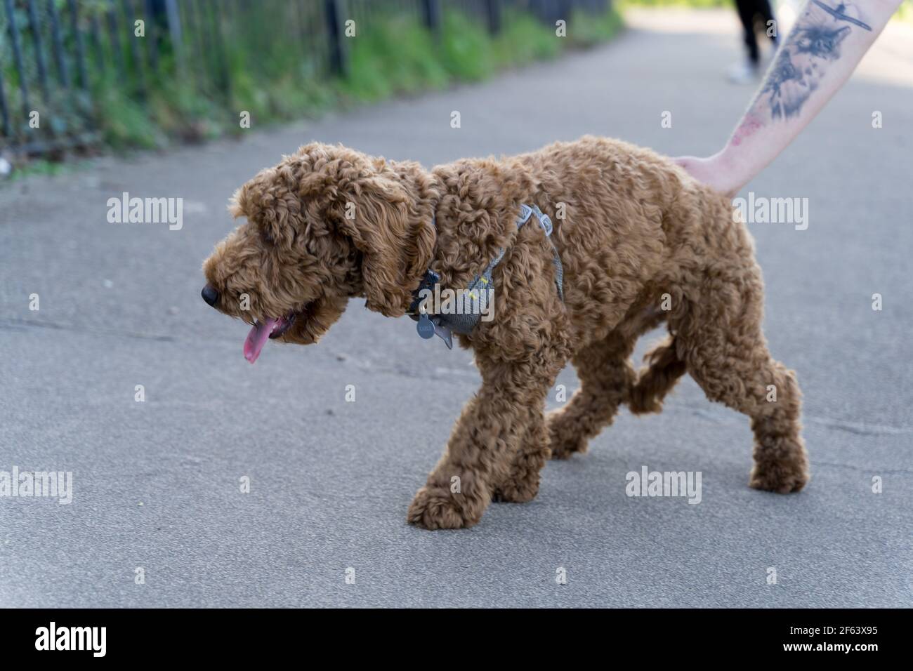 hungarian poodle on lead out in the Greenwich Park Stock Photo