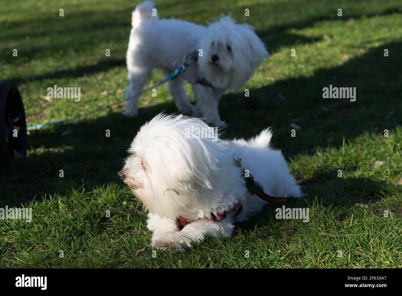 Two Maltese dogs in snow white hairs play in greenwich park on spring sunny day Stock Photo