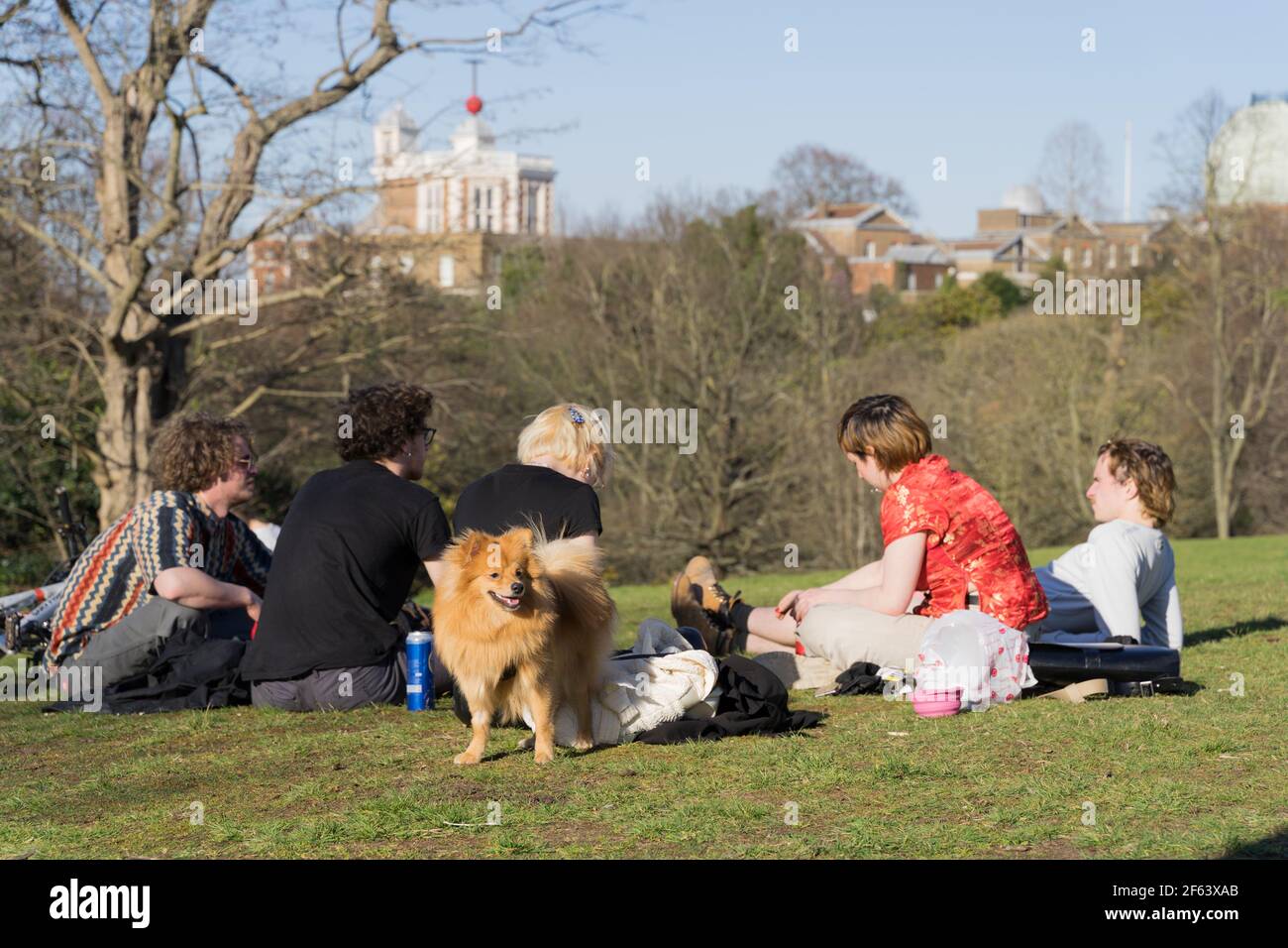 Poodle dog accompanies group of people enjoying sunny weather in London greenwich park, with lockdown easing today on 29th march 2021 Stock Photo