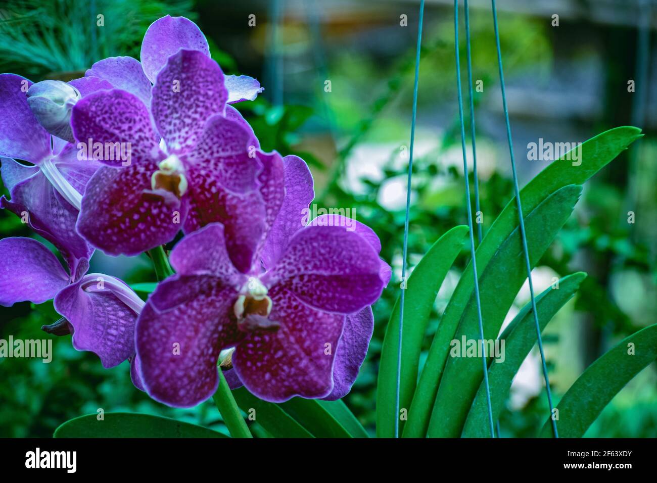 Beautiful tropical purple branch of orchid flower phalaenopsis from family Orchidaceae.Selective focus.Phalaenopsis for postcard beaty and agriculture Stock Photo