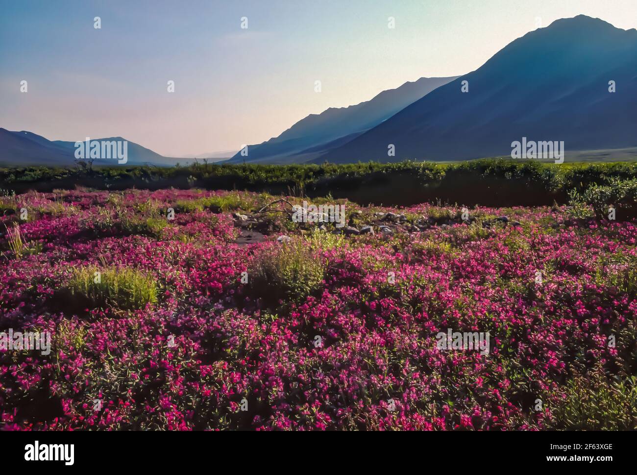 Dwarf Fireweed, Chamaenerion latifolium, blooming along river in arctic tundra of Gates of the Arctic National Park, Brooks Range, Alaska, USA Stock Photo