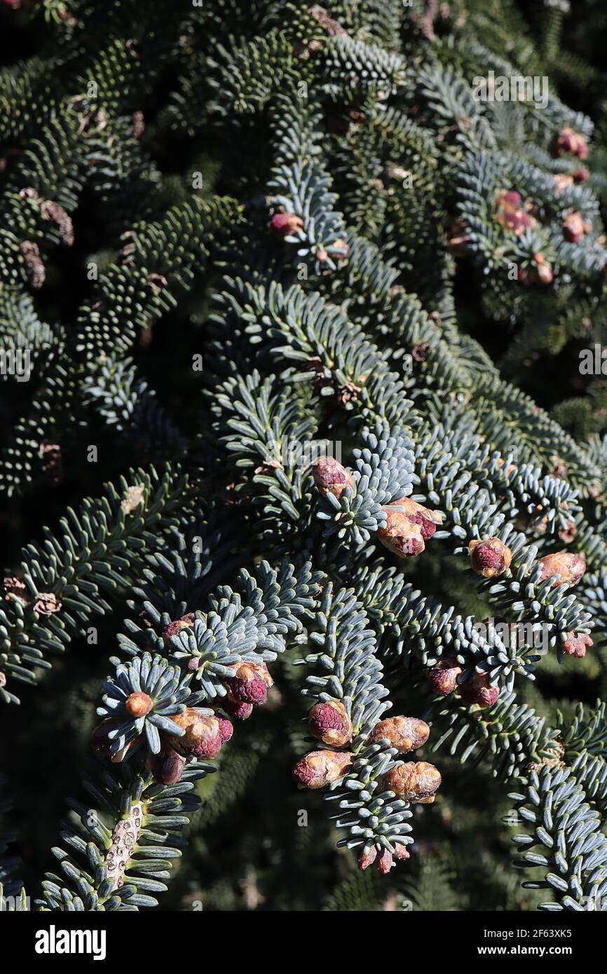 Abies pinsapo var marocana  Moroccan Fir tree – needle-like leaves and red immature seed cones,  March, England, UK Stock Photo