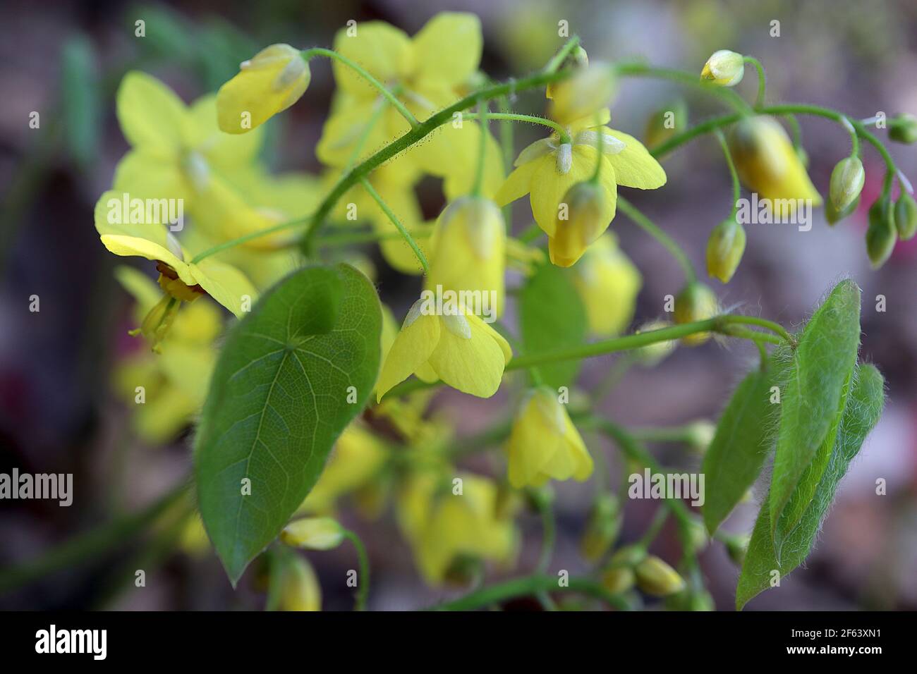 Epimedium pinnatum subsp colchicum Colchian barrenwort - sprays of small yellow spurred flowers with heart-shaped leaves,  March, England, UK Stock Photo