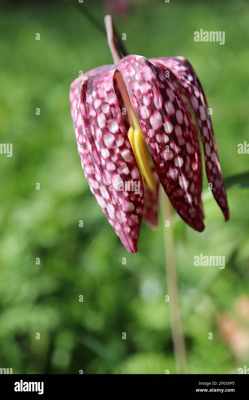 Fritillaria meleagris Snake’s head fritillary – chequered purple and white bell-shaped pendent flowers,  March, England, UK Stock Photo