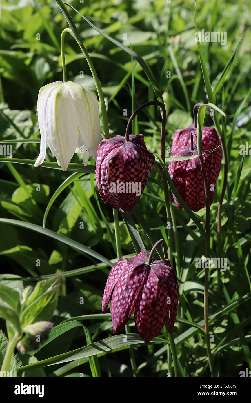 Fritillaria meleagris mixed Purple and white snake’s head fritillary – chequered pendent flowers,  March, England, UK Stock Photo