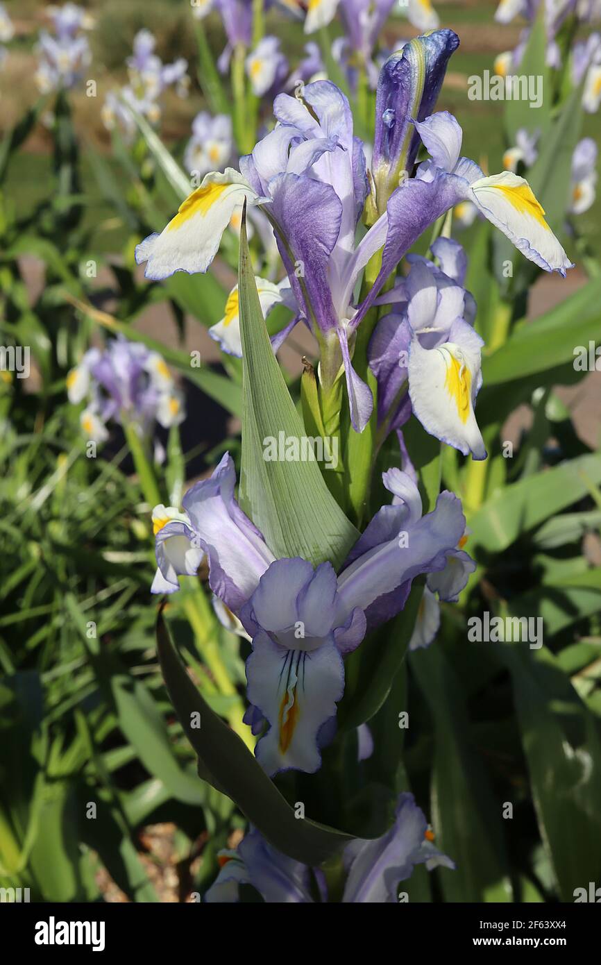 Iris magnifica Juno Juno Beardless Iris – pale blue lilac flowers with white yellow crests,  March, England, UK Stock Photo