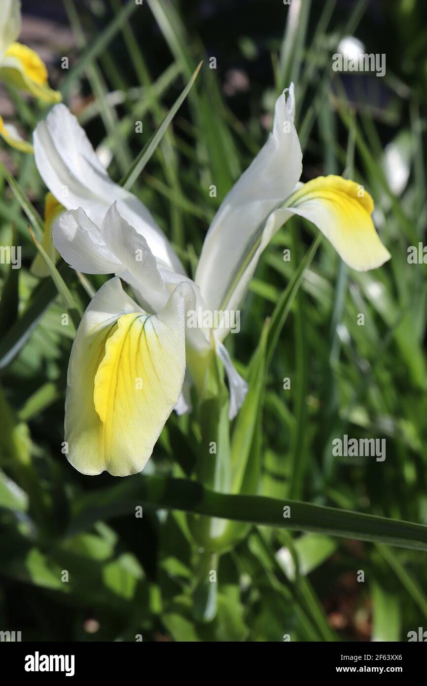 Iris magnifica 'Alba' White Juno Iris – white flowers with yellow crests,  March, England, UK Stock Photo