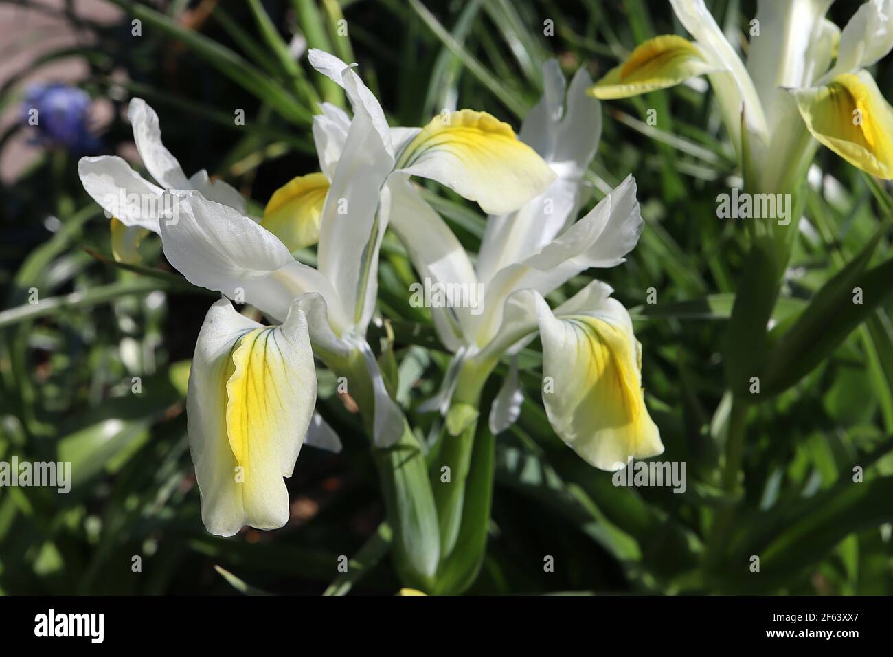 Iris magnifica 'Alba' White Juno Iris – white flowers with yellow crests,  March, England, UK Stock Photo