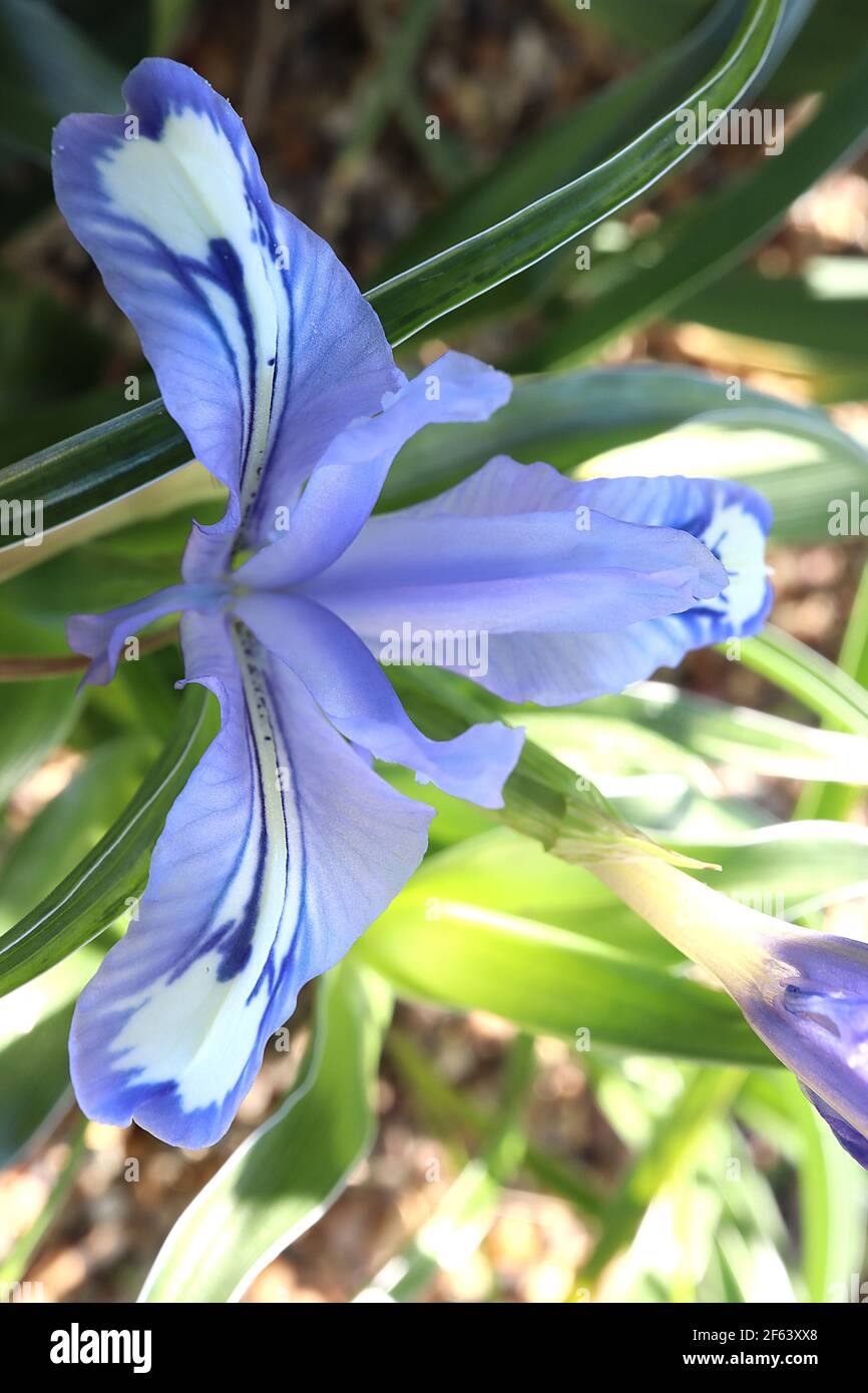 Iris albomarginata  - pale violet blue flowers with dark blue lines and white crests,  March, England, UK Stock Photo