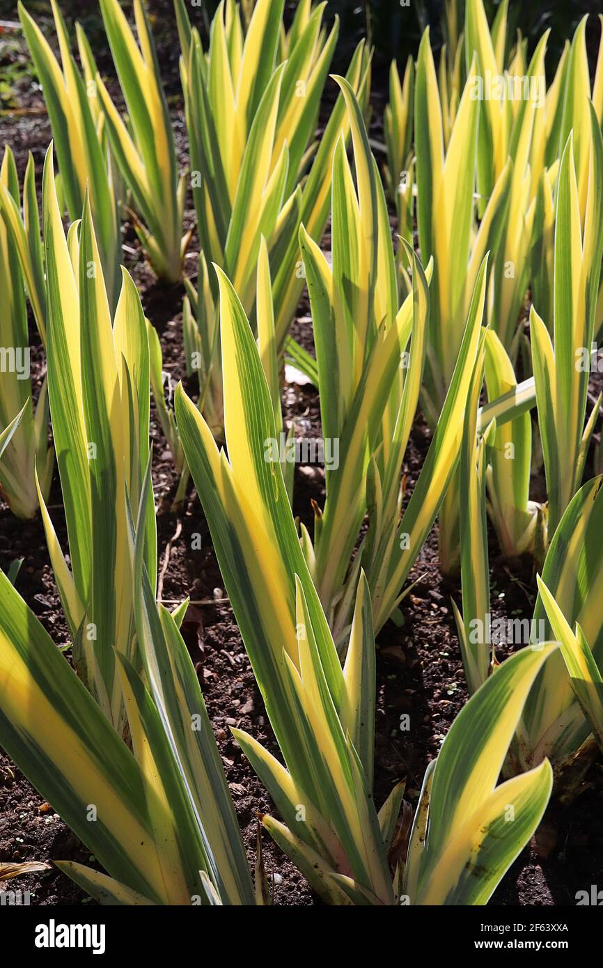 Variegated Iris High Resolution Stock Photography And Images Alamy